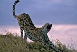 Serengeti-Tanzania1om-kIB-U43030453012732ZVC-640x433@Viaggi-Web