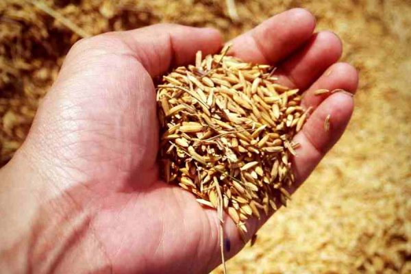 Disoccupazione agricola 2018 quando arriva