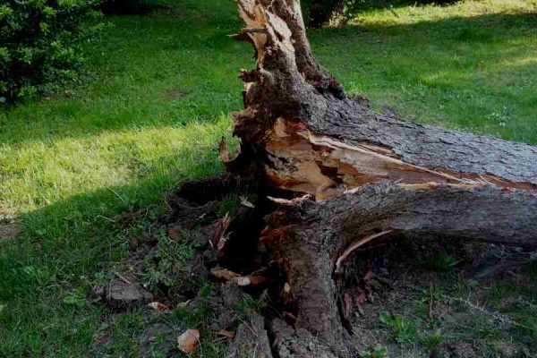 Alberi caduti chi paga i danni? Il comune o l’assicurazione?