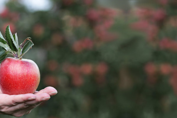 Apple, nuove indiscrezioni sui prossimi iPhone